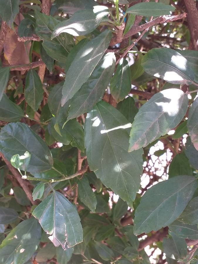 Hibiscus schizopetalus — search result for 'Kenya'