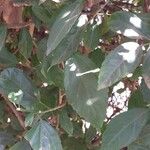 Hibiscus schizopetalus