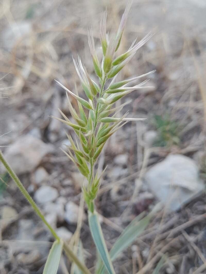 Enneapogon persicus flower
