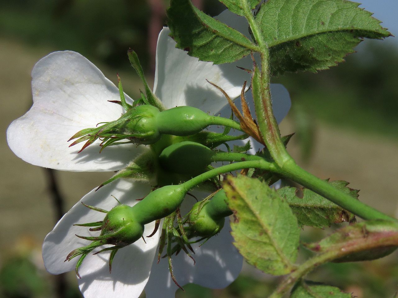 Rosa stylosa flower
