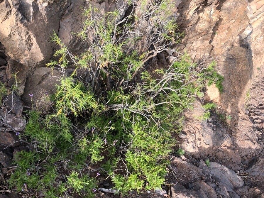 Ambrosia monogyra habit