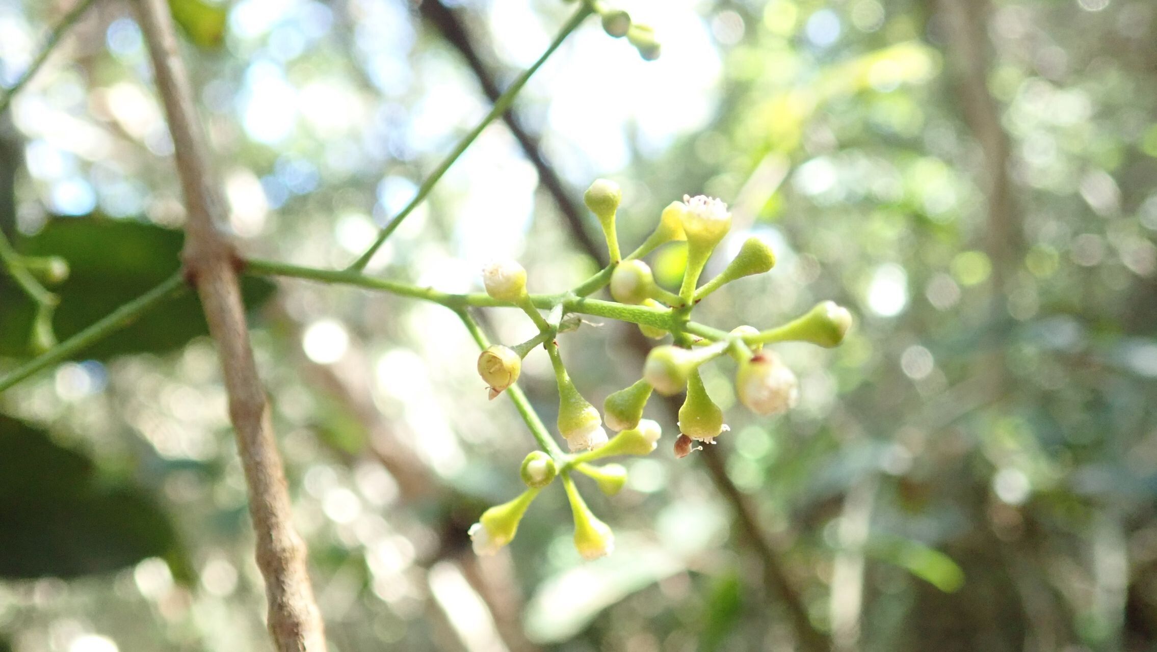 Syzygium pseudopinnatum flower