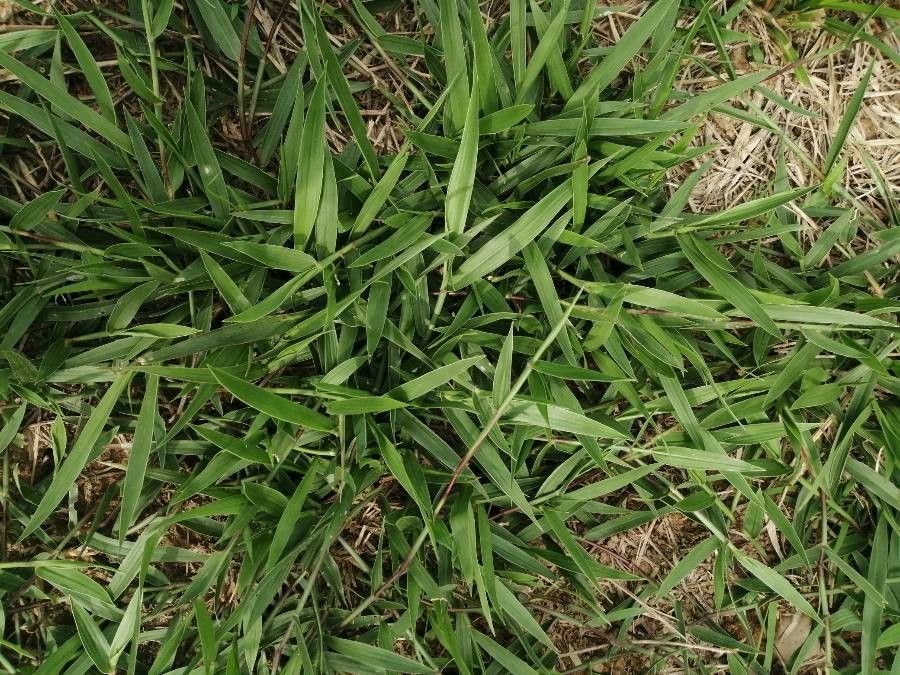 Brachiaria humidicola — search result for 'Brachiaria'