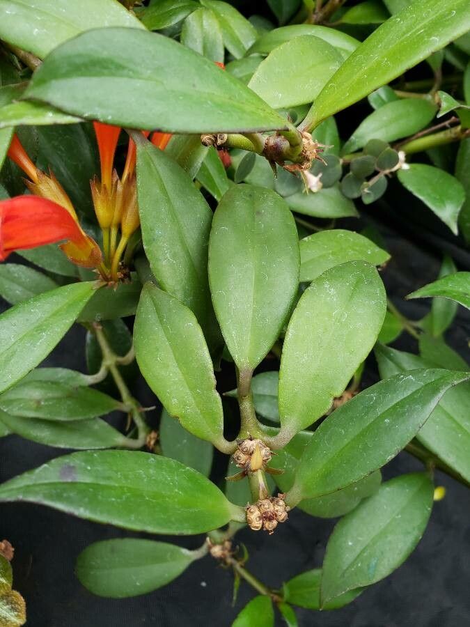 Aeschynanthus everettianus