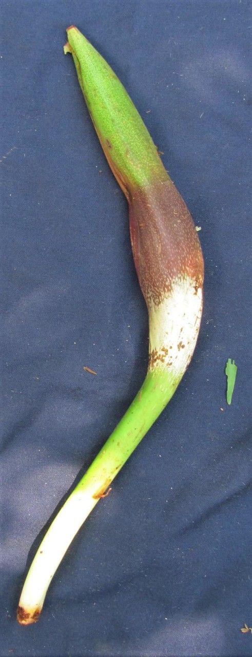 Philodendron dodsonii fruit