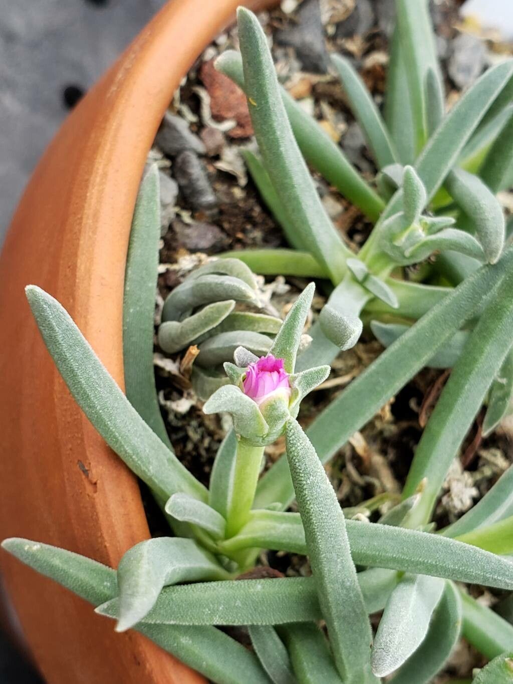 Delosperma harazianum flower