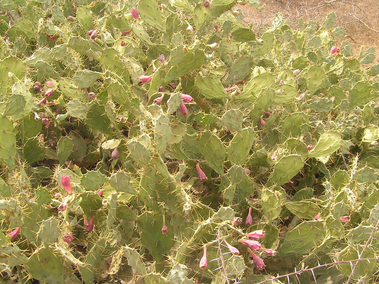 Opuntia stricta flower