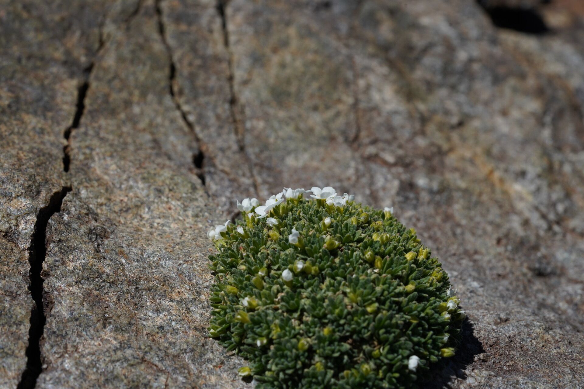 Androsace delphinensis habit