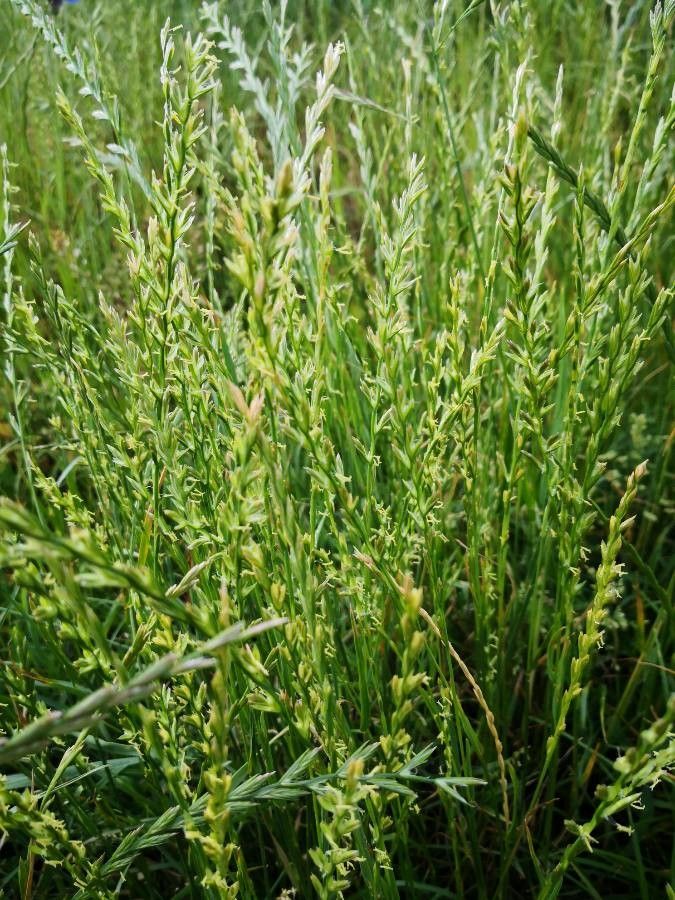 Lolium multiflorum flower