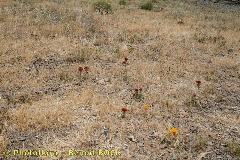 Centaurea pubescens habit