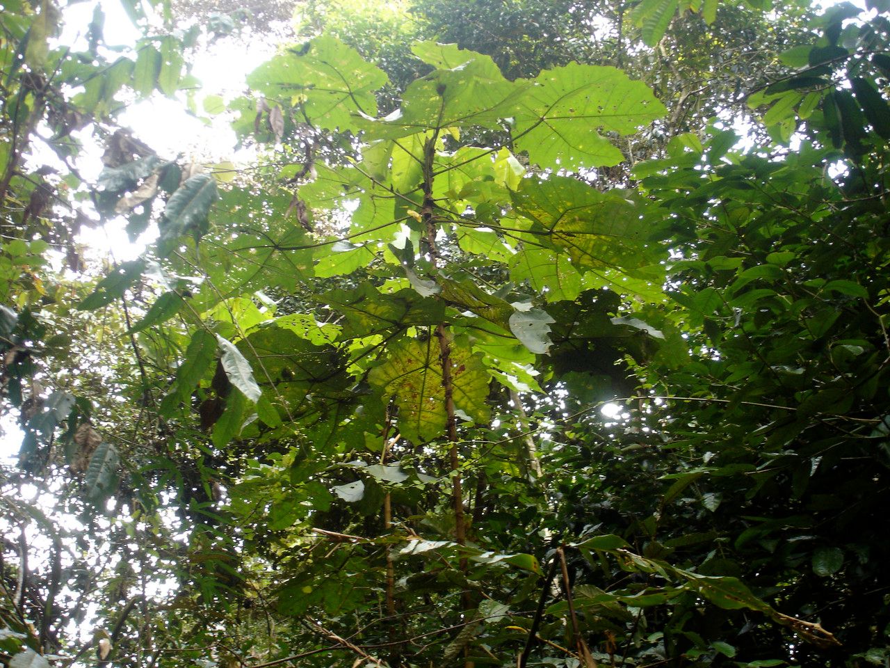 Macaranga gigantifolia — houseplant care guide