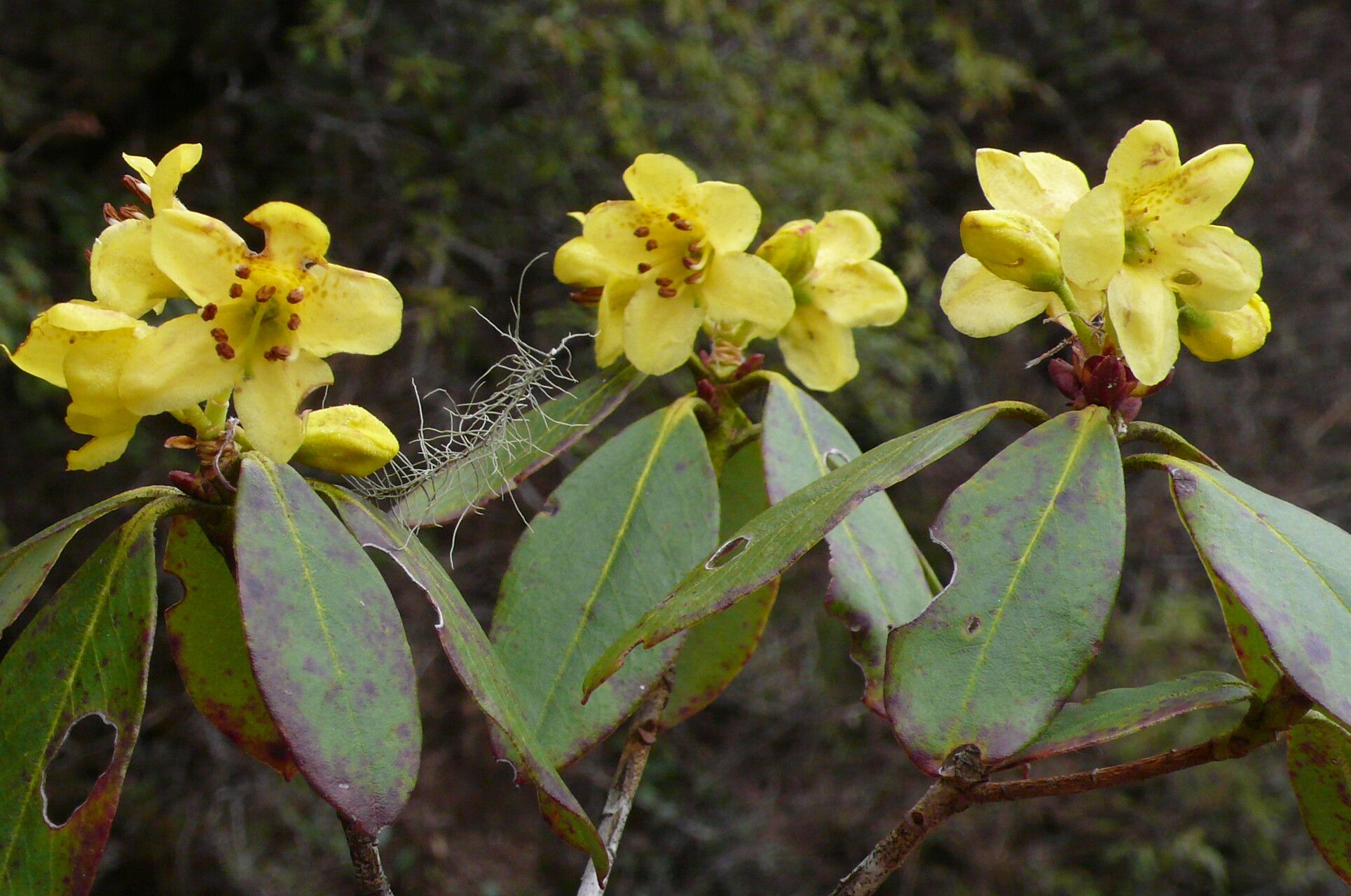 Rhododendron sulfureum — houseplant care guide