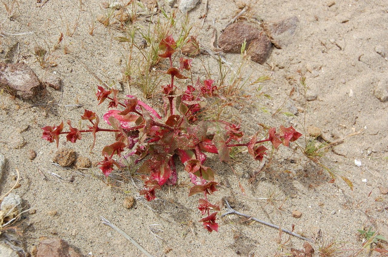 Mucronea perfoliata habit