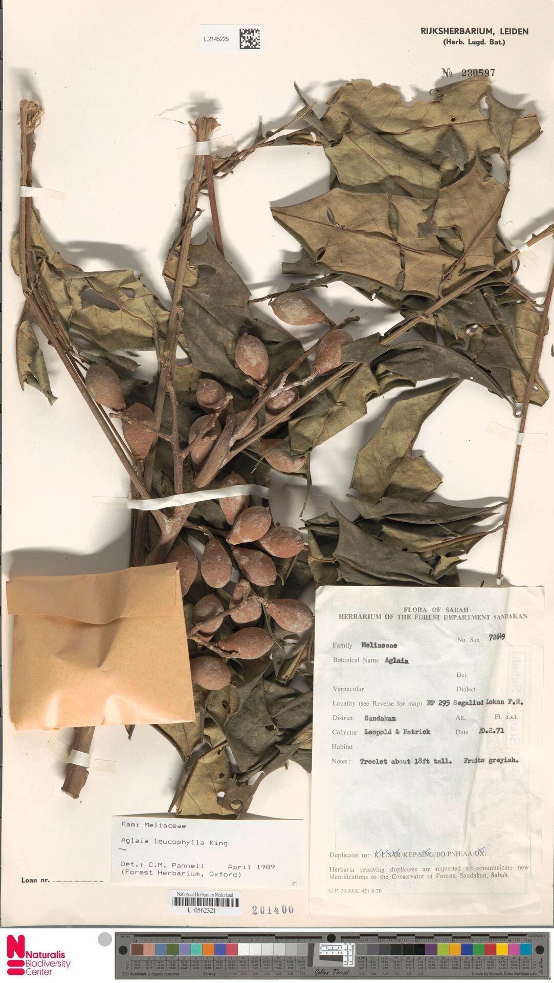 Aglaia leucophylla — houseplant care guide