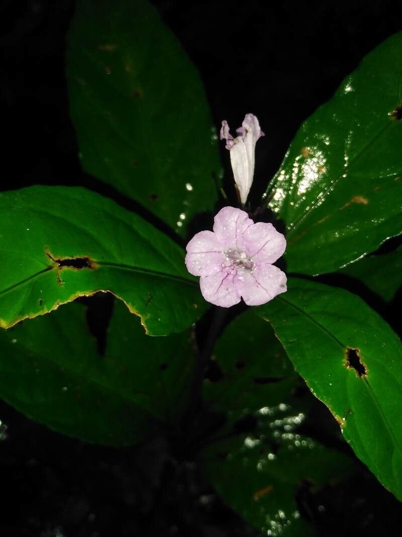 Ruellia terminalis — search result for 'Ruellia'