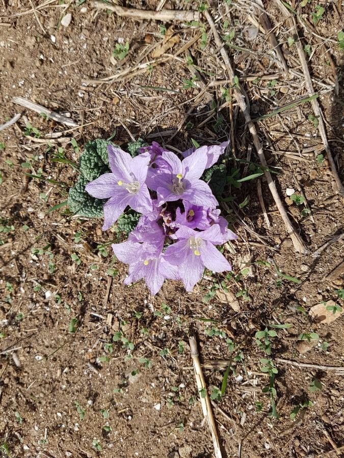 Mandragora autumnalis flower