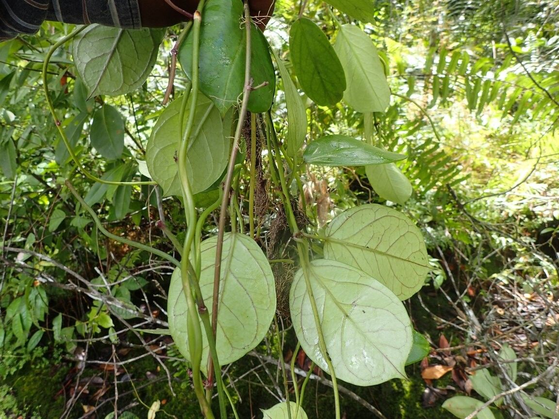 Vincetoxicum conspicuum — search result for 'Vincetoxicum'