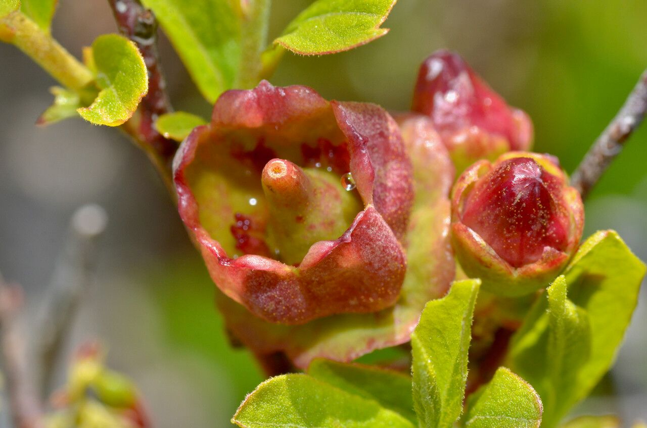 Gaylussacia baccata flower
