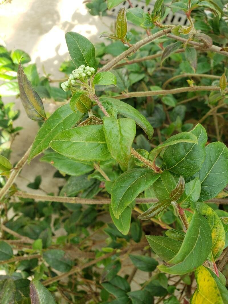 Viburnum lautum — search result for 'Viburnum'