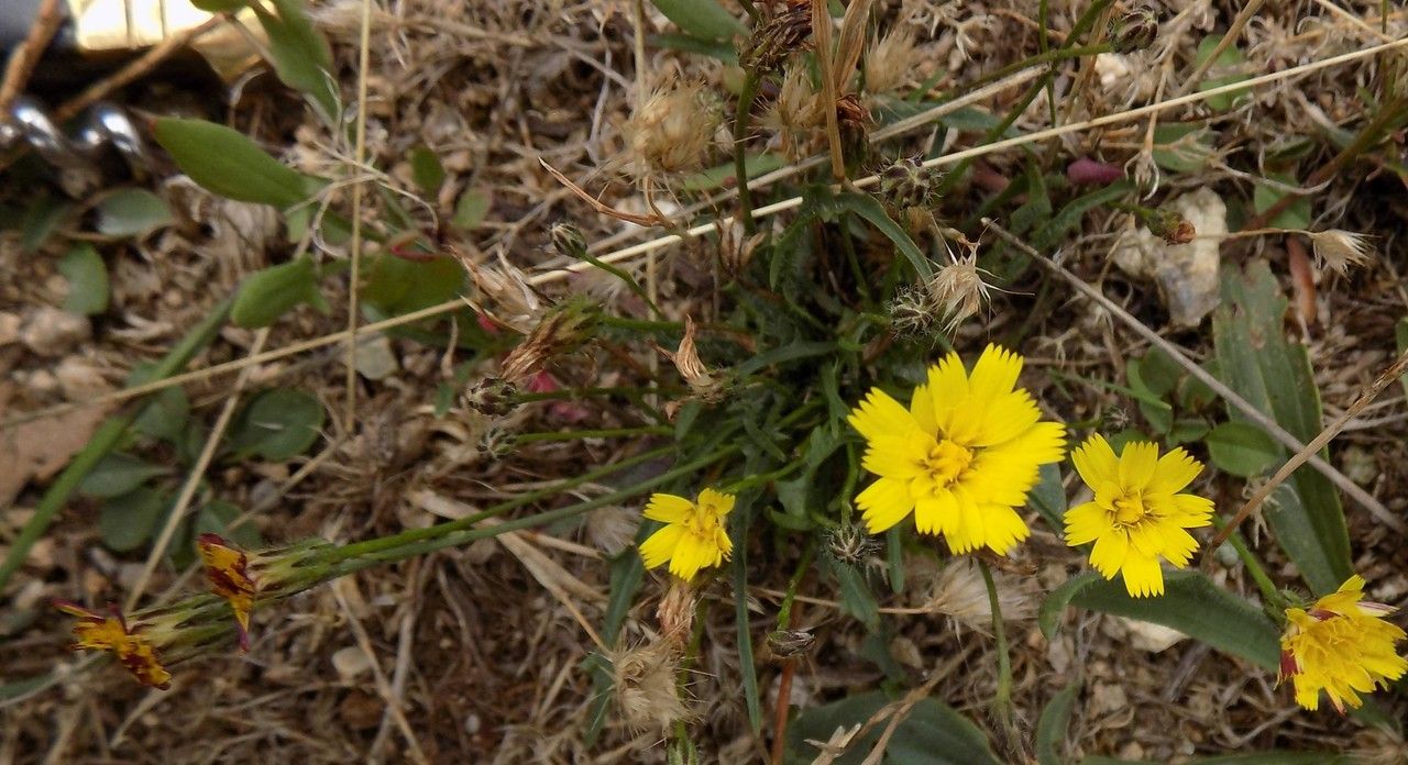 Pilosella soleiroliana flower