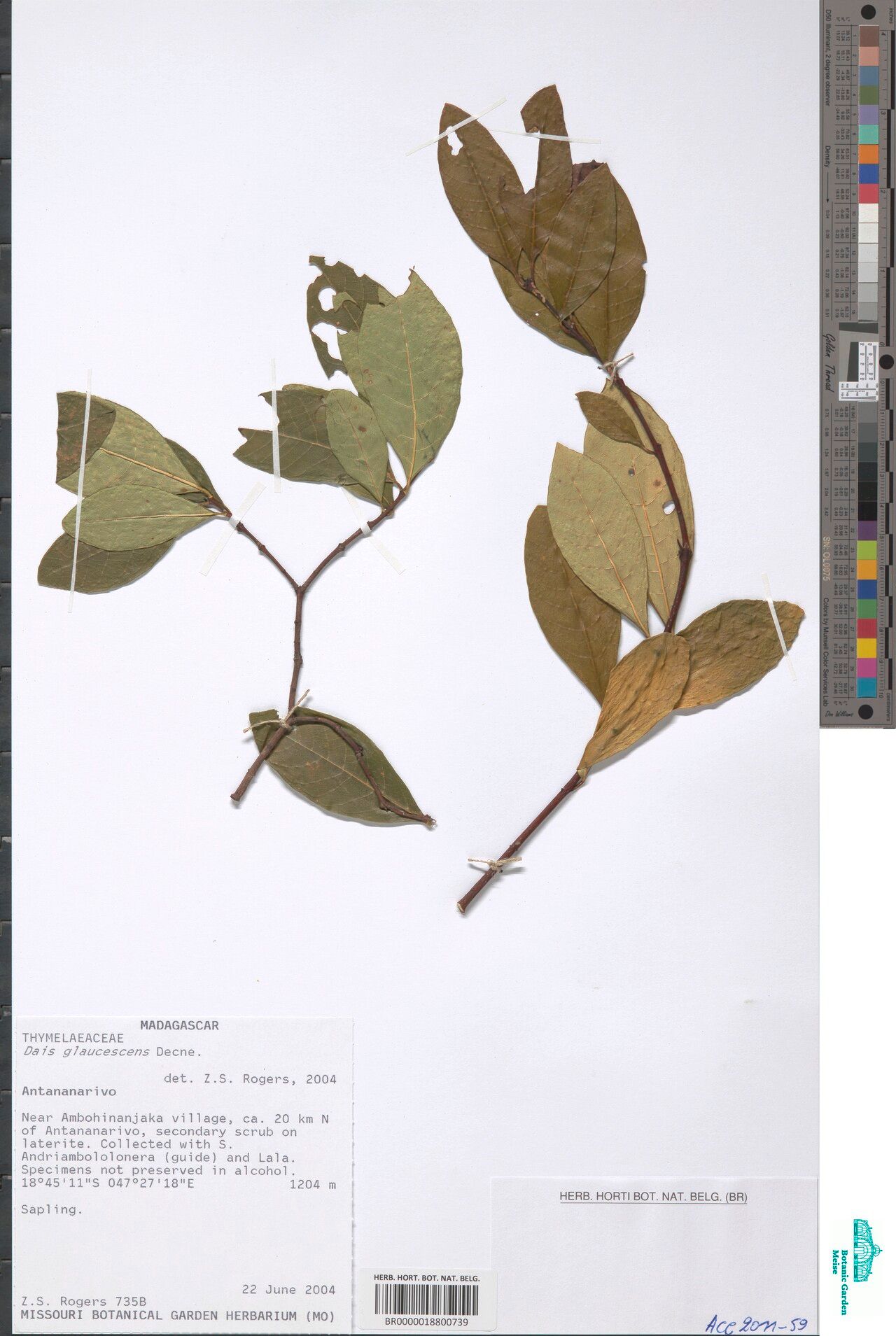 Dais glaucescens — related species from the same genus