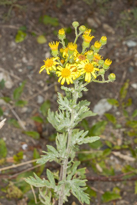 Jacobaea erucifolia flower