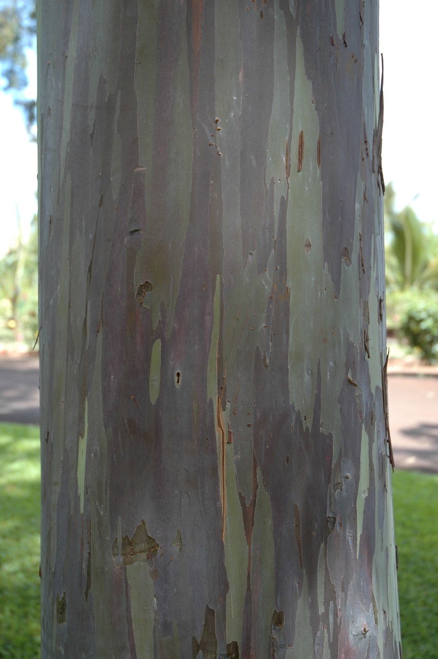 Eucalyptus deglupta bark
