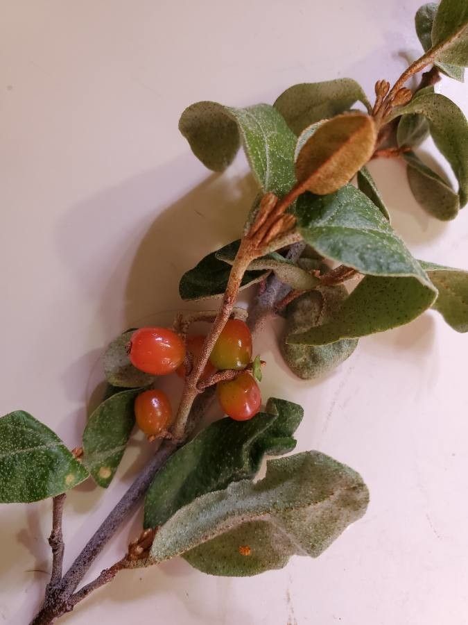 Shepherdia canadensis fruit