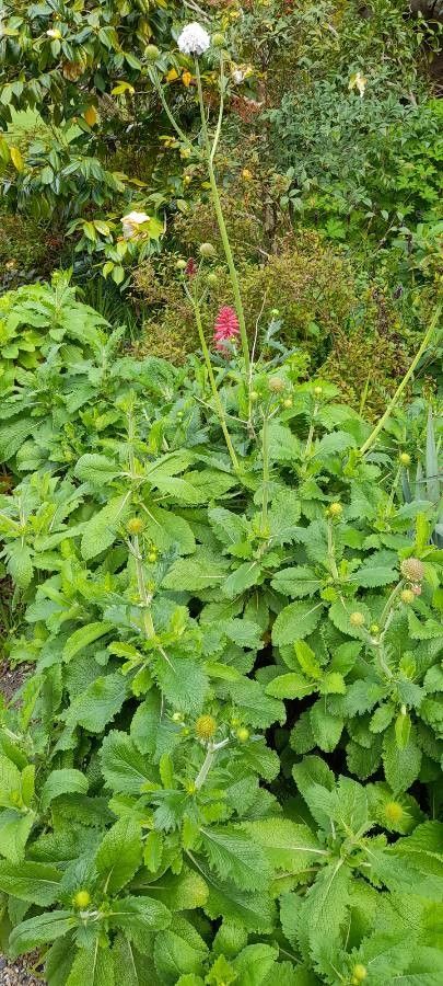Scabiosa africana habit