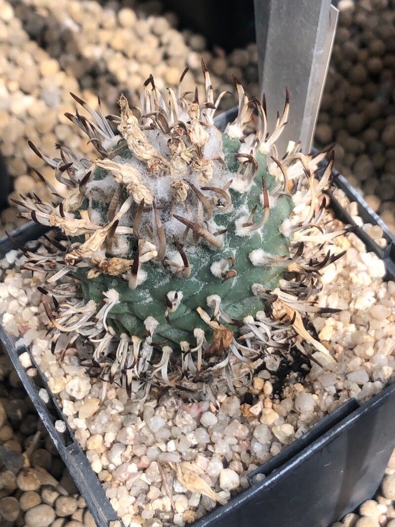 Turbinicarpus schmiedickeanus leaf