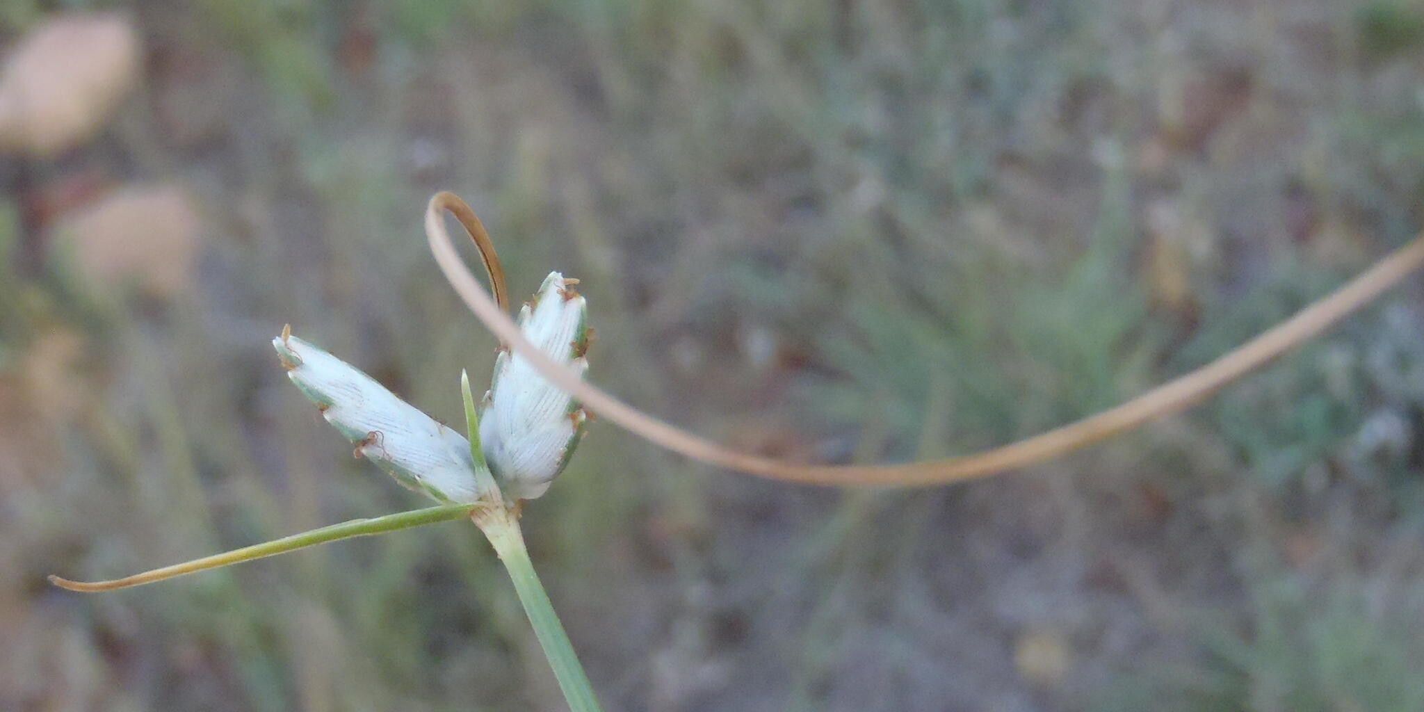 Cyperus margaritaceus — houseplant care guide