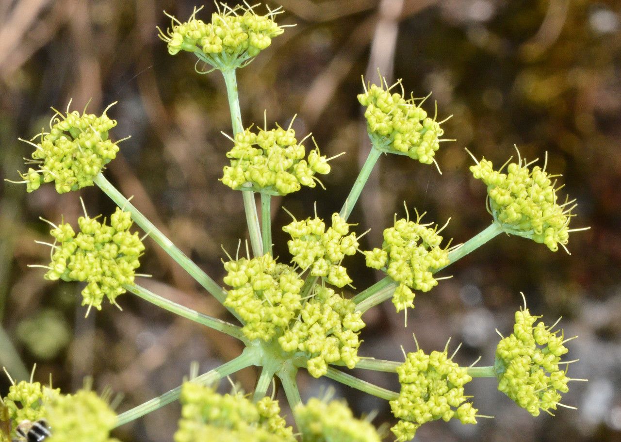 Tauschia kelloggii flower