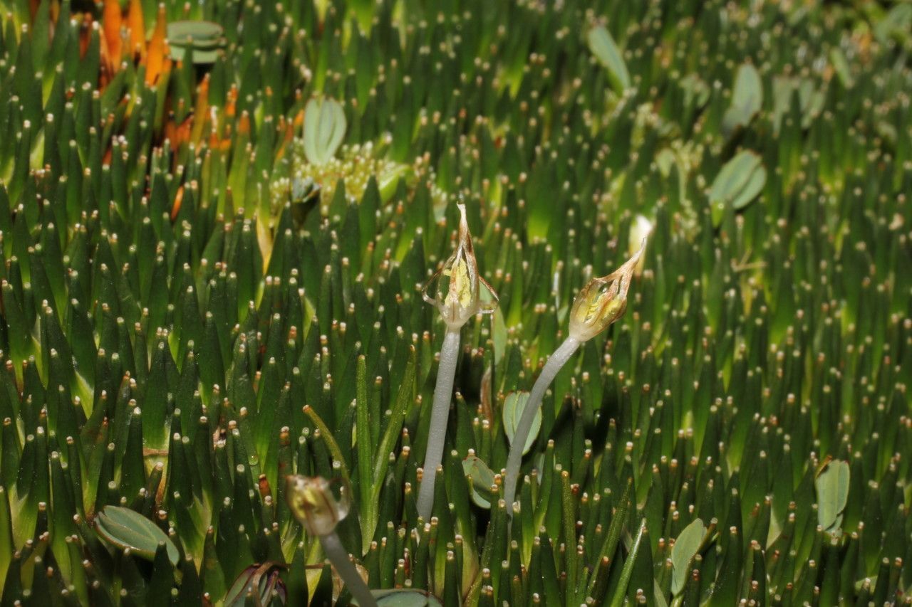 Distichia muscoides flower