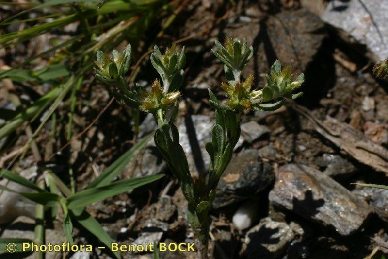 Filago fuscescens — search result for 'Filago'