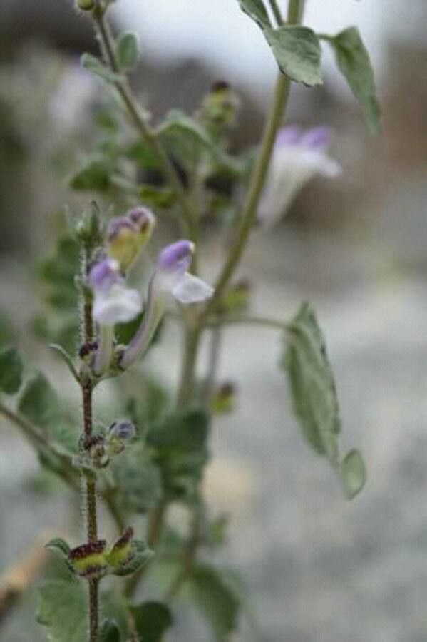 Scutellaria arabica — houseplant care guide