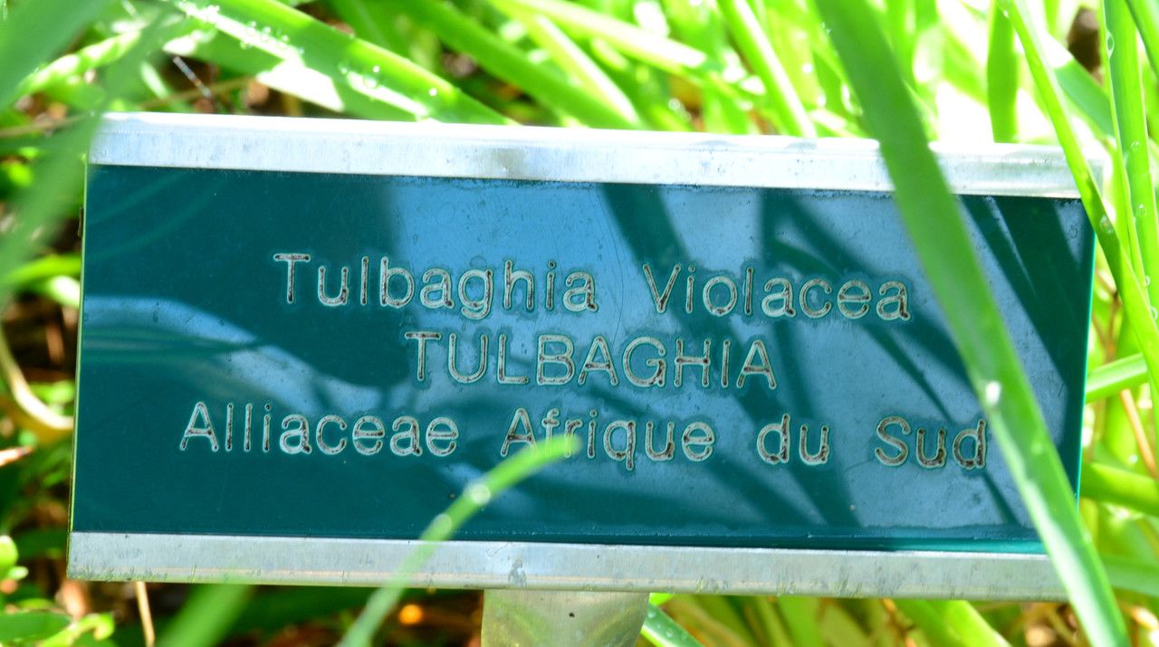 Tulbaghia alliacea — related species from the same genus