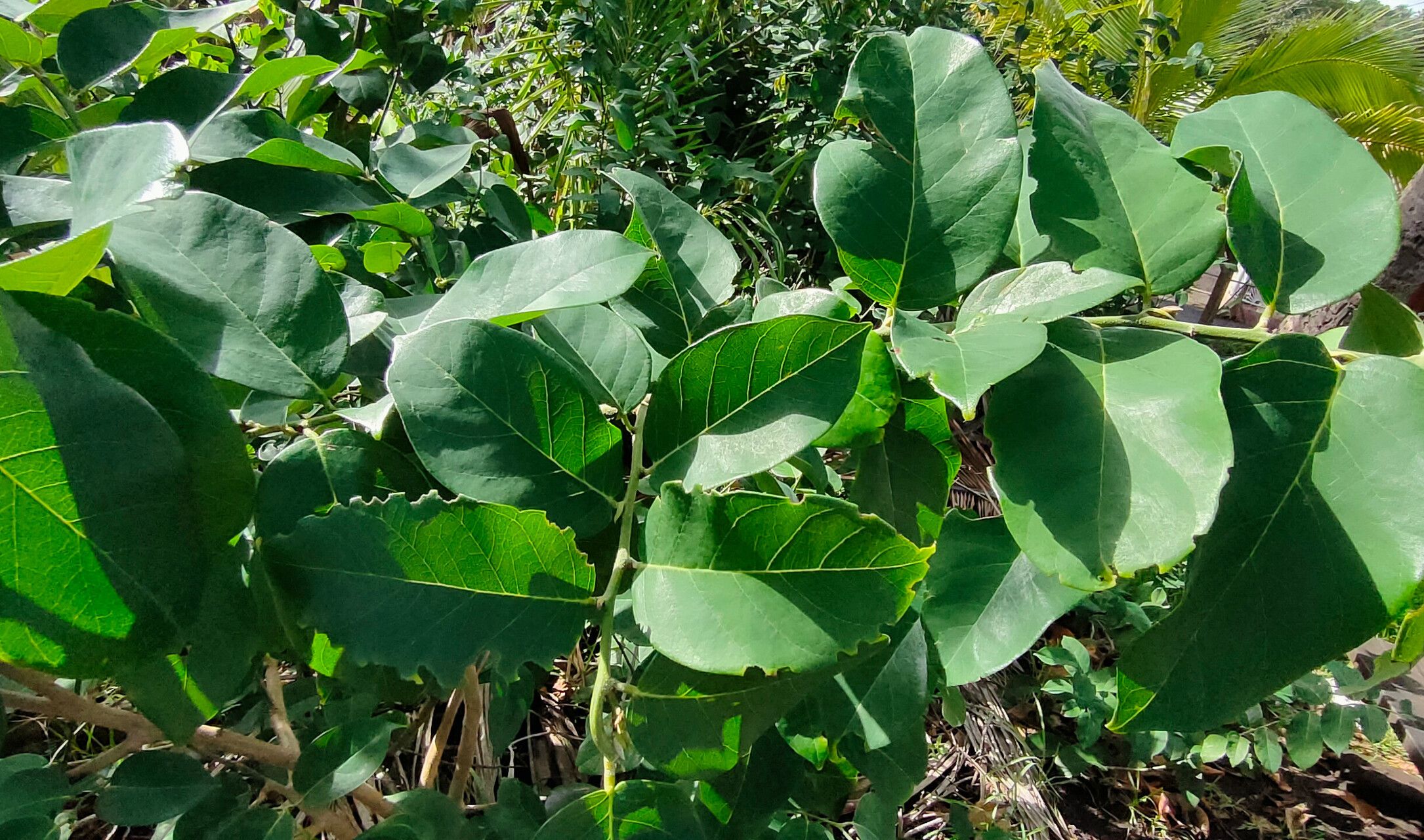 Ormosia macrocalyx — houseplant care guide