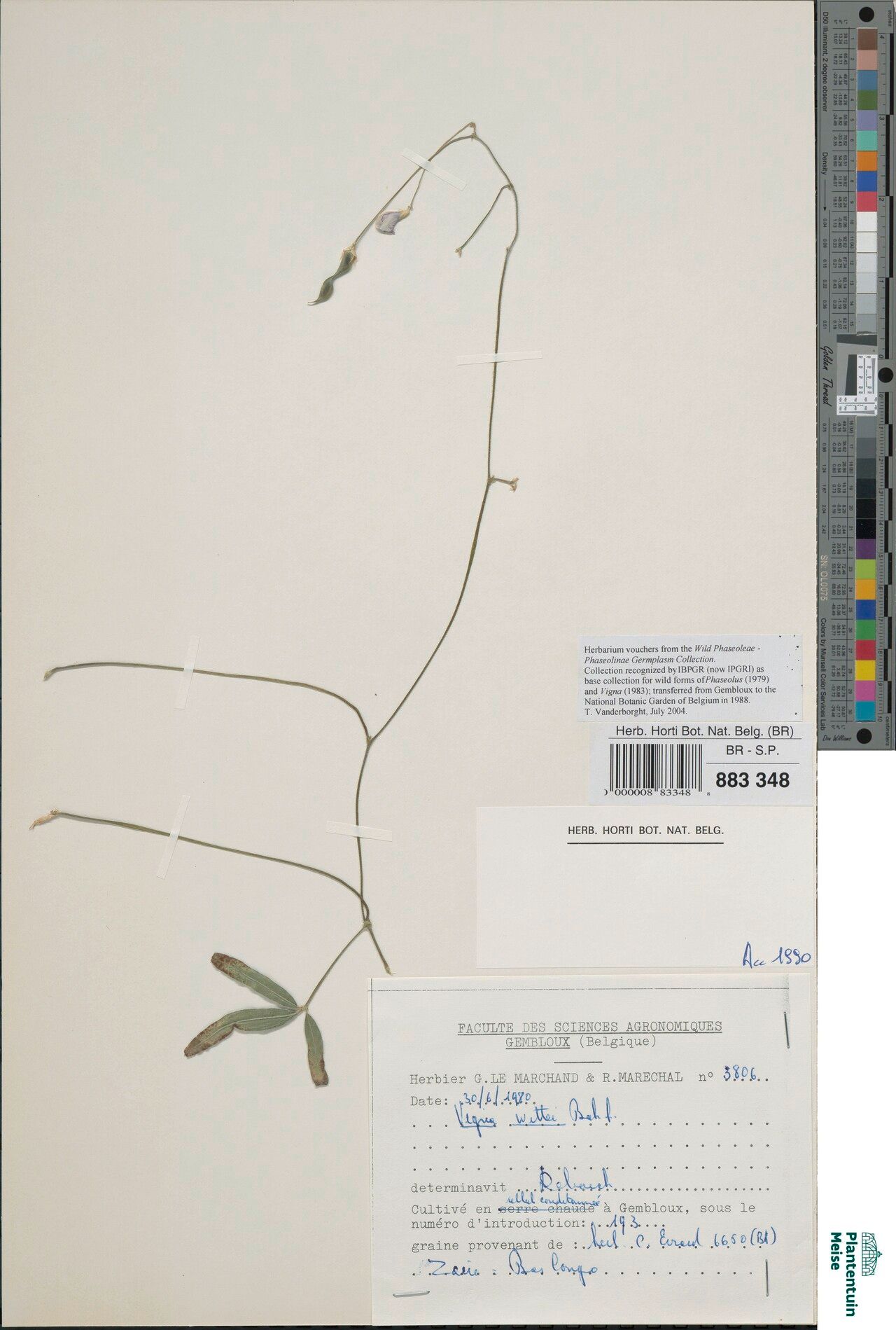 Vigna wittei — houseplant care guide