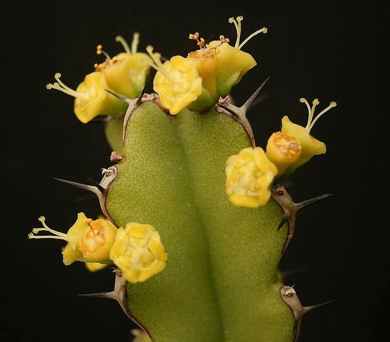 Euphorbia tetracanthoides flower