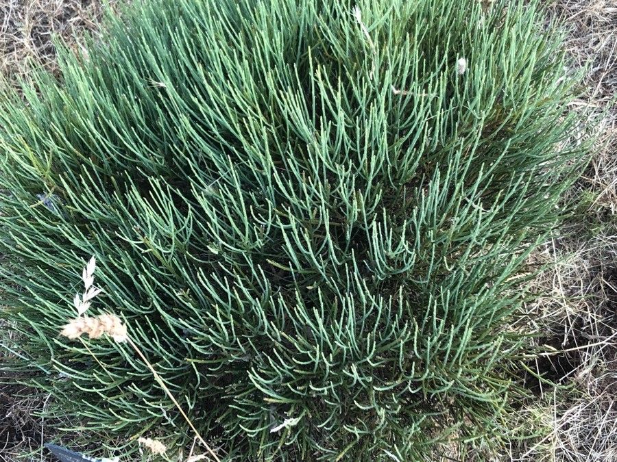 Cytisus balansae leaf