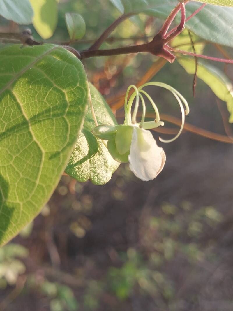 Karomia macrocalyx flower