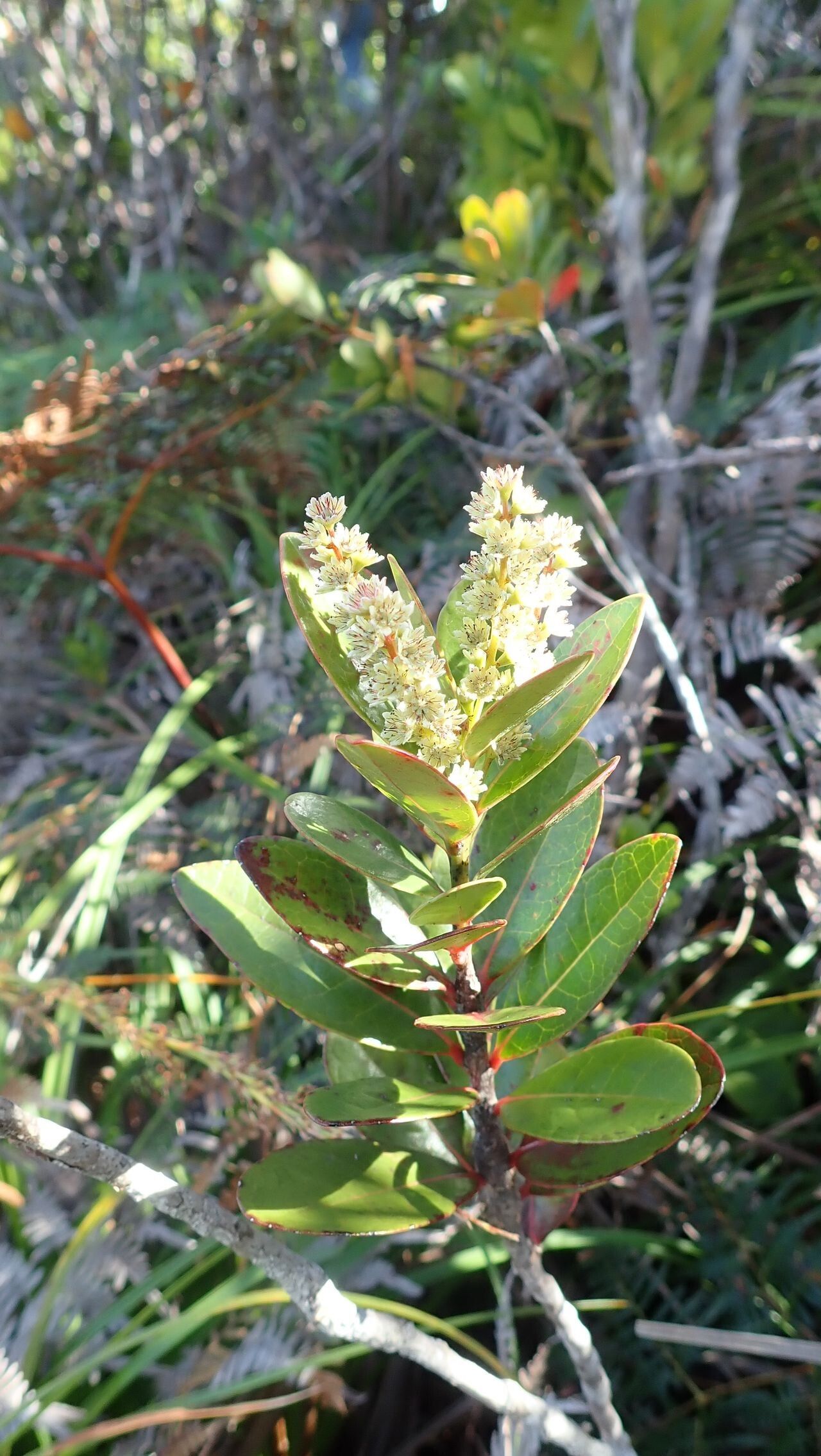 Homalium kanaliense habit