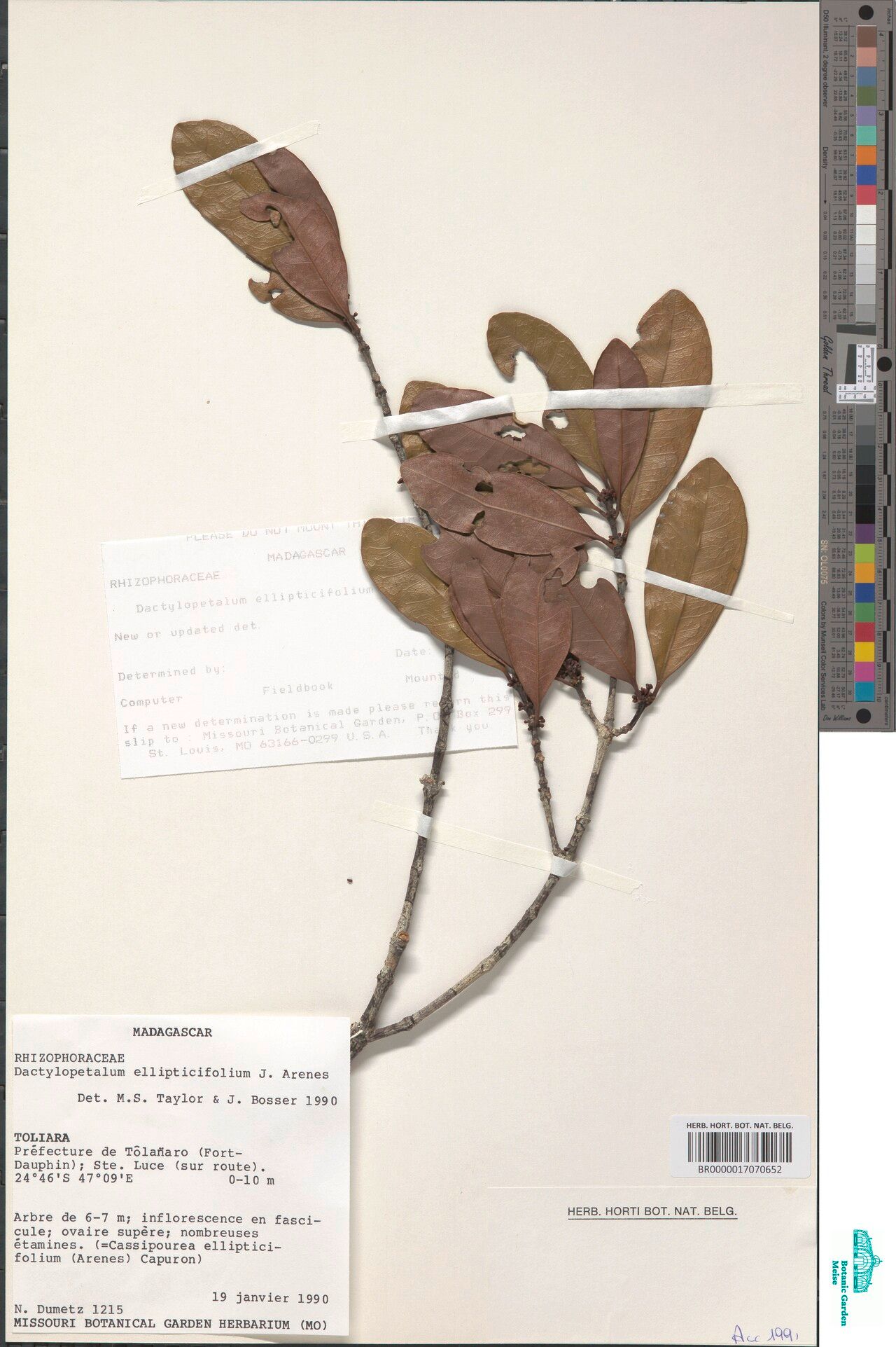 Cassipourea ellipticifolia — search result for 'Cassipourea'