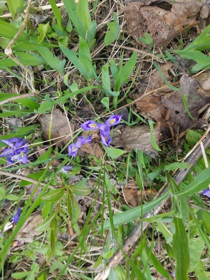 Iris lacustris — search result for 'Iris'