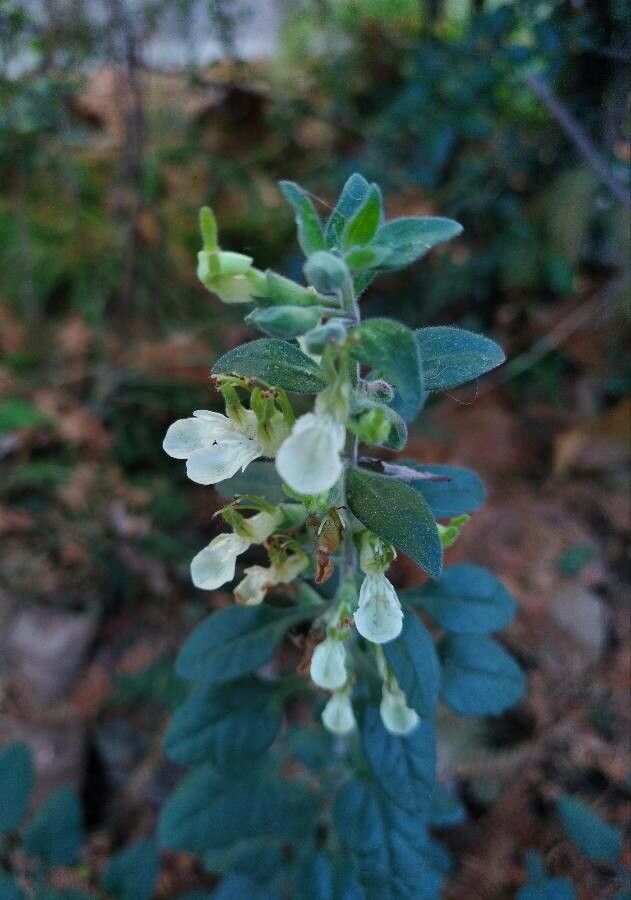 Teucrium flavum flower