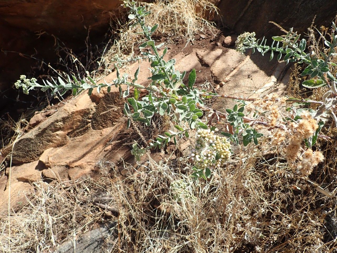 Pseudognaphalium luteoalbum habit
