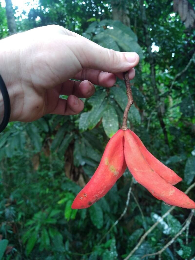 Sterculia megistophylla — houseplant care guide