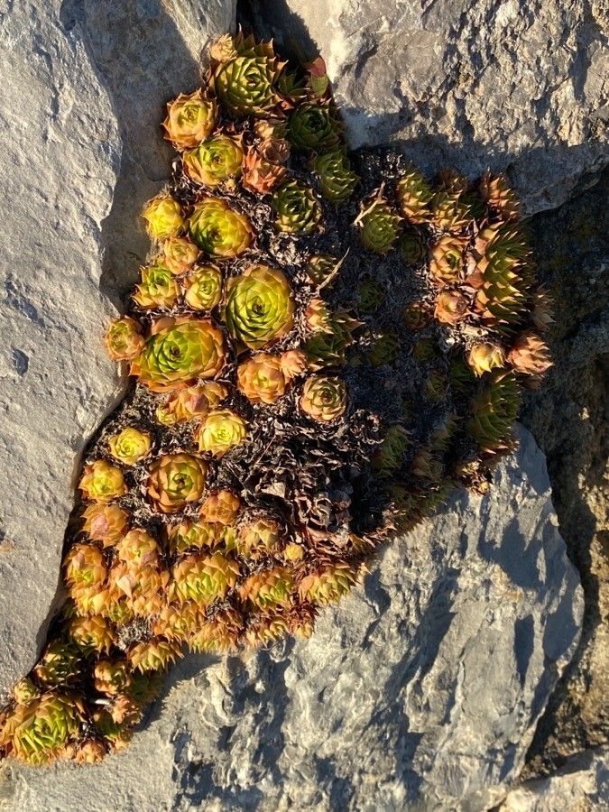 Sempervivum globiferum habit