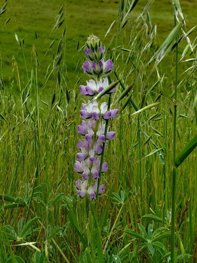Lupinus densiflorus flower