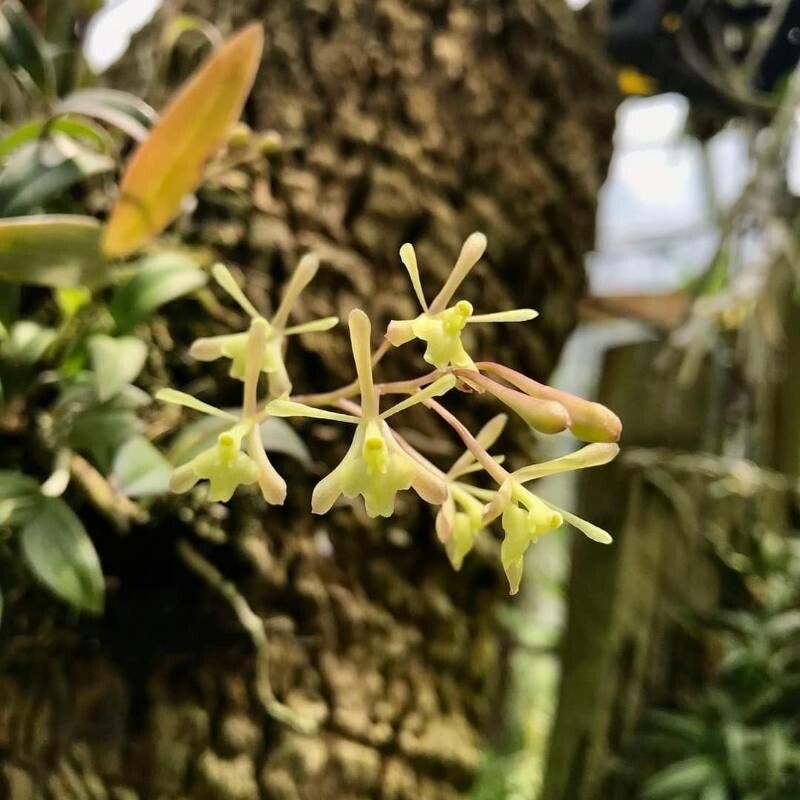Epidendrum conopseum — search result for 'Epidendrum'